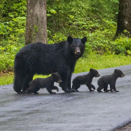 Bear Den, Hot Tub, 1089 Of Free Attraction Tickets For Each Paid Day, Dollywood And More! Sevierville Exteriör bild